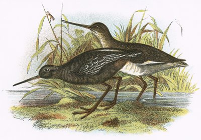 Spotted Redshank by English School